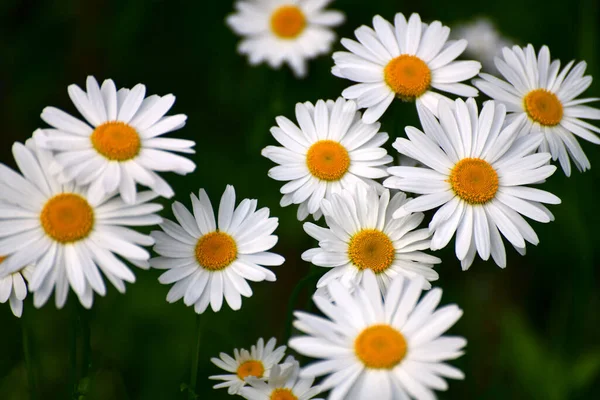 Belle Margherite Grandi Con Petali Bianchi — Foto Stock