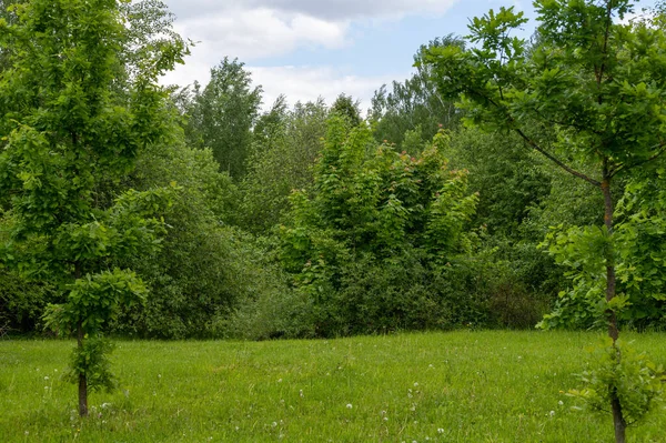 Borde Caducifolio Del Bosque Principios Verano — Foto de Stock