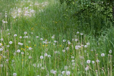 Çimlerin üzerinde beyaz tohumlar olan karahindiba