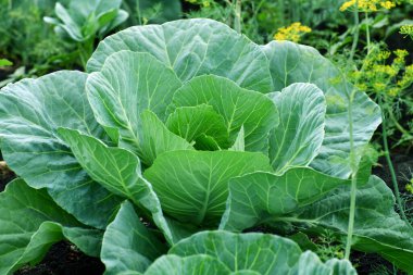 Genç lahana pazar bahçesinde yetişiyor.