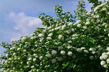 Opulifolius Diabolo baharda beyaz çiçeklerle açar.
