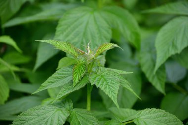 Ahududu yapraklı genç yeşil tepeler.