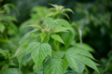 Ahududu yapraklı genç yeşil tepeler.