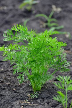 Bahçedeki genç pancar deresi