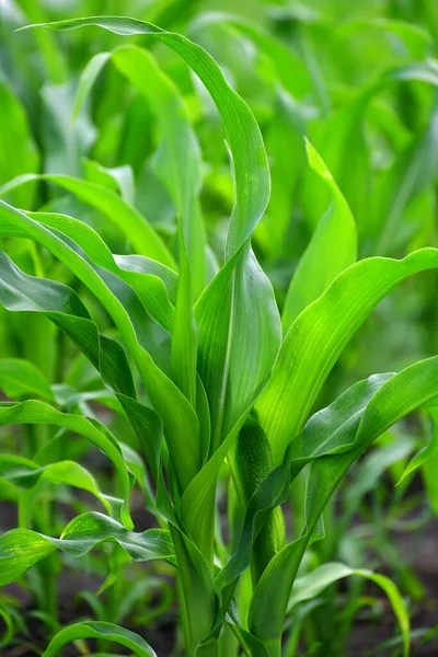 Unga Majsblad Växer Trädgårdssäng — Stockfoto