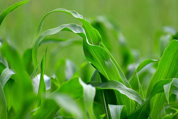 Young Corn Leaves Grow Garden Bed — Stock Photo, Image