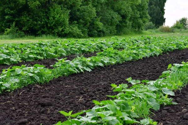 Giovane Zucca Verde Crescono Nel Letto Giardino — Foto Stock