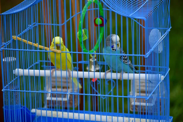 Два Папуги Блакитній Клітці — стокове фото