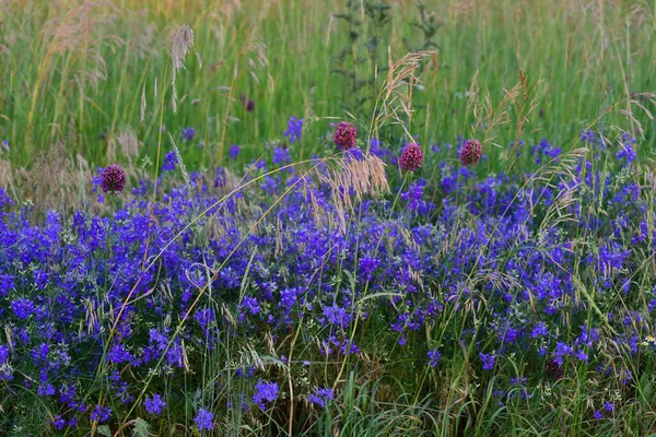 Wiele Różnych Dzikich Niebieskich Dzikich Kwiatów Lato — Zdjęcie stockowe