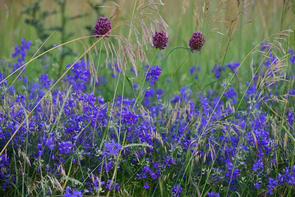 Beaucoup Différentes Fleurs Sauvages Bleues Sauvages Été — Photo