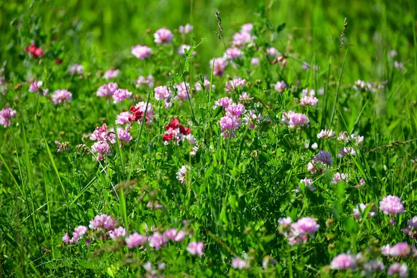 春にピンクのクローバーを咲かせます — ストック写真