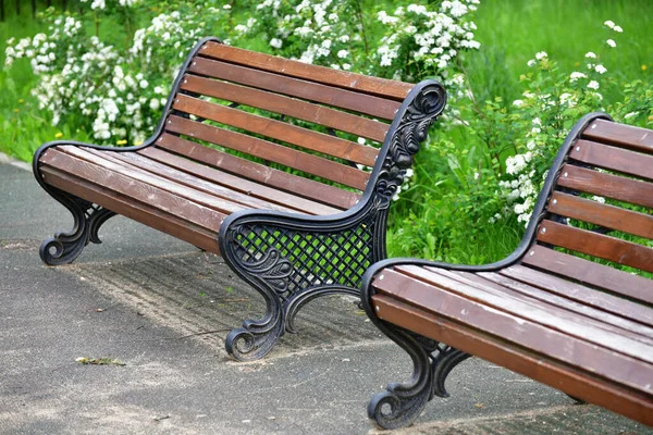 Empty Park Bench Flowering Shrub Summer Russia — Stock Photo, Image