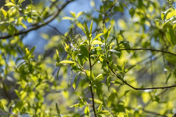 Baharın başlarında taze yapraklar ve tomurcuklarla kuş kirazı dalları.
