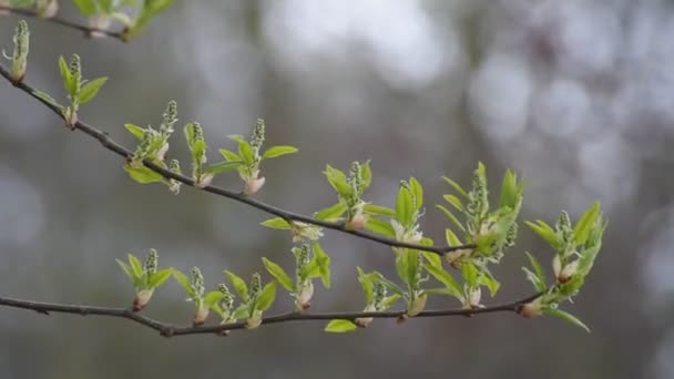 早春に若い葉を持つ木の枝 — ストック動画