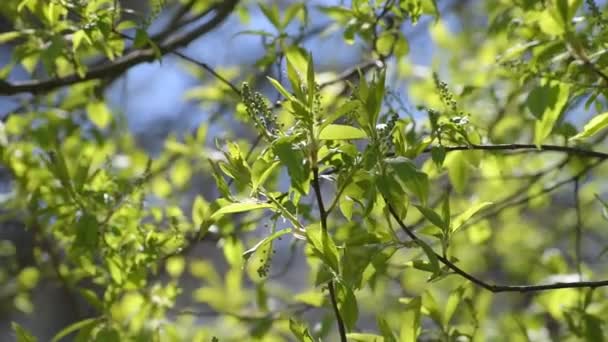 Filialer av fågel körsbär i början av våren med unga blad och knoppar — Stockvideo