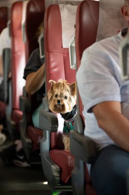 Yorkshire Teriyeri koltukta oturan trene biner.