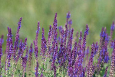 Çiçekli Salvia Superba Güneşli bir günde kapanıyor