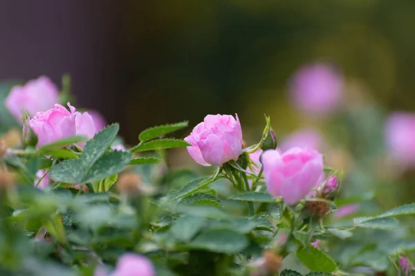 Blooming Rose Bush Many Small Flowers — Stock Photo, Image