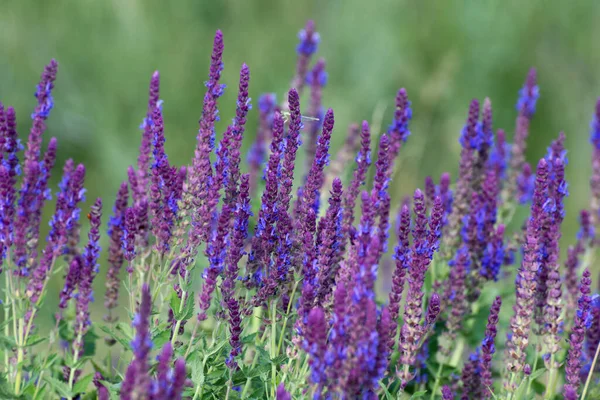 Çiçekli Salvia Superba Güneşli Bir Günde Kapanıyor — Stok fotoğraf