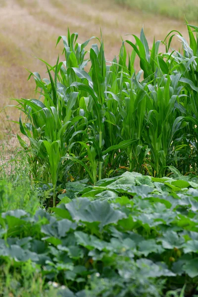 Fragment de grădină de legume cu porumb în creștere și dovleac — Fotografie, imagine de stoc