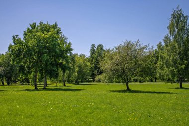 Moskova, Rusya 'daki Kolomenskoye' de farklı yaprak döken ağaçlarla park edin.