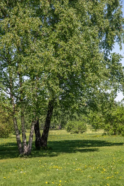 Park z różnymi drzewami liściastymi w Kolomenskoye w Moskwie, Rosja — Zdjęcie stockowe