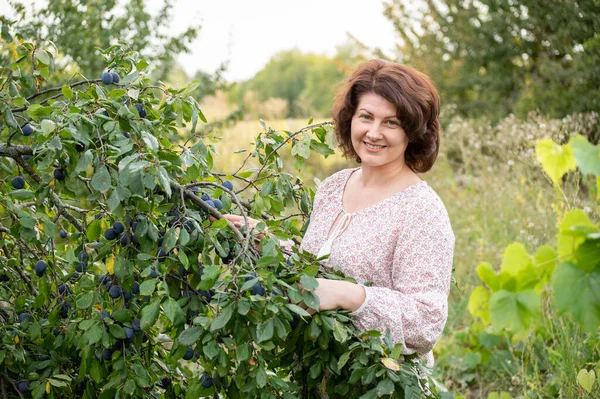 La mujer del jardín de ciruelas cosecha la cosecha — Foto de Stock