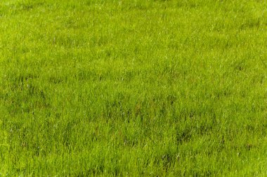 Güneşli bir günde genç çimenler