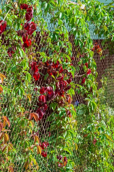 Wild Grapes Chain Link Fence — Stock Photo, Image