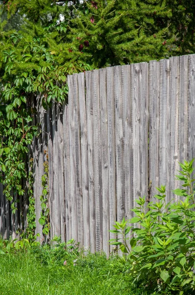 Unbemalter Holzzaun Mit Wilden Trauben — Stockfoto