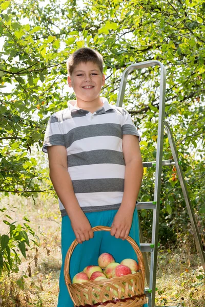 Pojke med korg med äpplen och en stege — Stockfoto