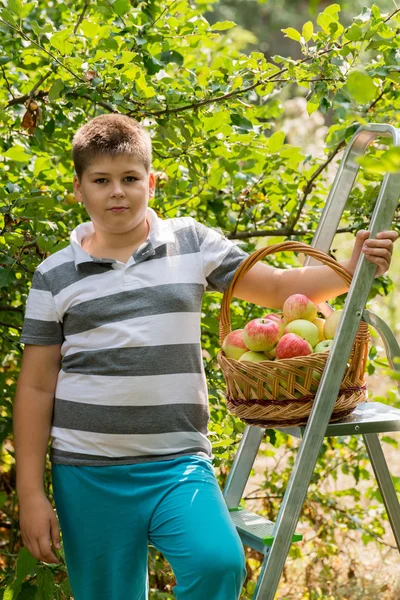 Jongen met mand met appelen en een ladder — Stockfoto