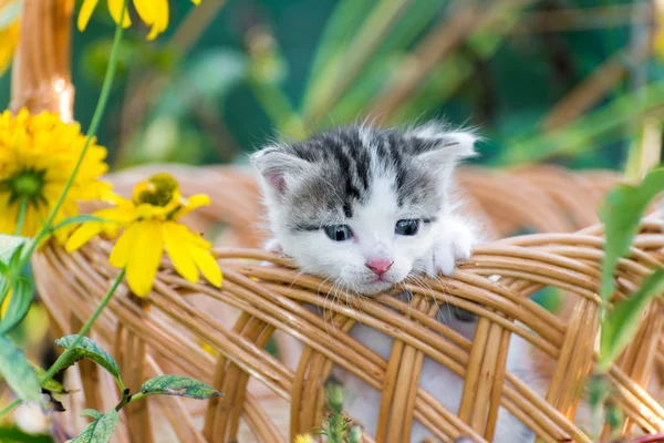 Lindo gatito sentado en una cesta en el césped floral — Foto de Stock
