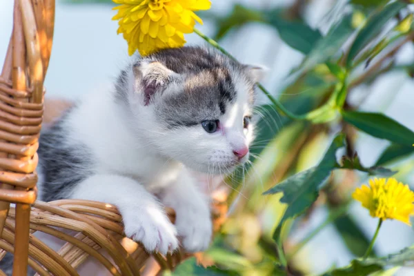 Söta lilla kattunge sitter i en korg på blommig gräsmatta — Stockfoto