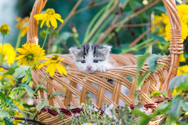 Cute little kitten sitting in a basket on floral lawn — Stock Photo, Image