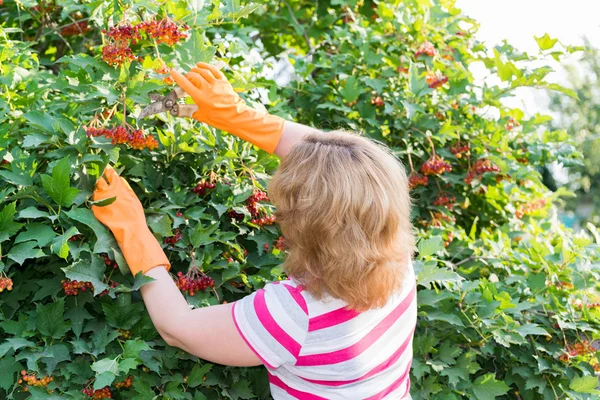 Woman in the autumn harvests viburnum — Stock Photo, Image