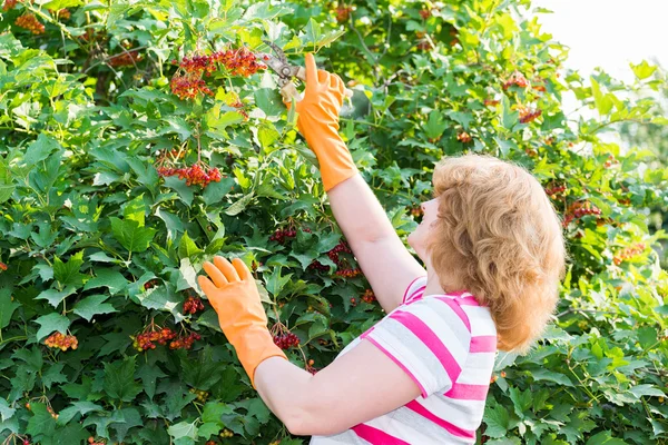 Mujer en el otoño cosecha viburnum — Foto de Stock