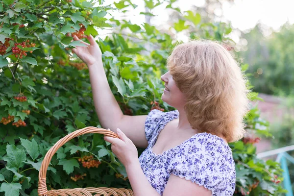 Mujer en el otoño cosecha viburnum — Foto de Stock
