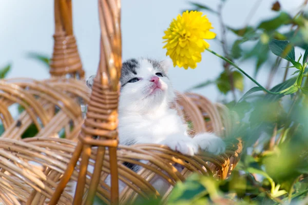 Little kitten sitting in a basket on  floral lawn — Stock Photo, Image