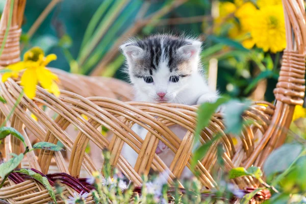 Gattino seduto in un cesto sul prato fiorito — Foto Stock