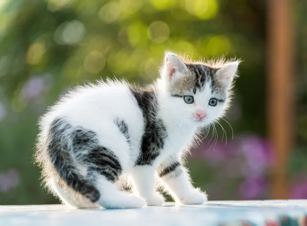 Gatito divertido sentado al aire libre en el parque — Foto de Stock