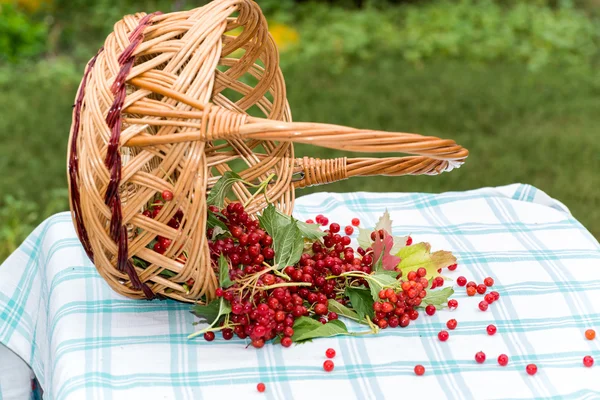 Las bayas rojas del viburno en la cesta — Foto de Stock