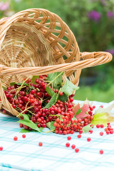 Bacche rosse di un viburno in cesto — Foto Stock