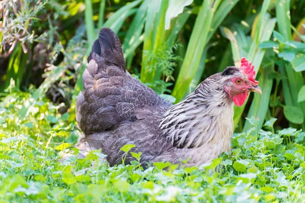 鶏の産卵鶏日屋外の芝生の上 — ストック写真