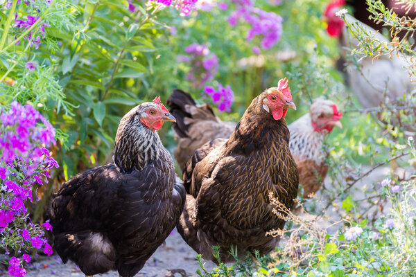 Chickens Laying hens on grass outdoors day