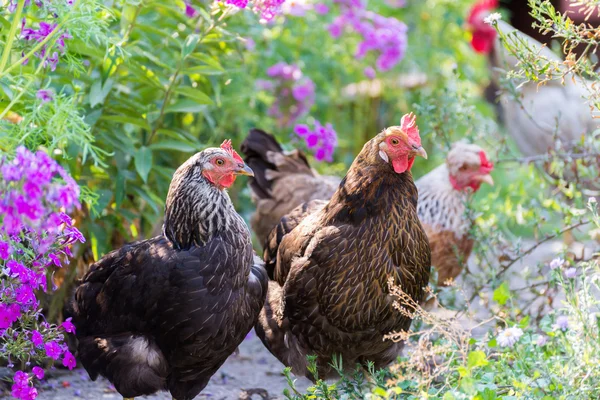 Poulets pondant des poules sur l'herbe en plein air jour Image En Vente