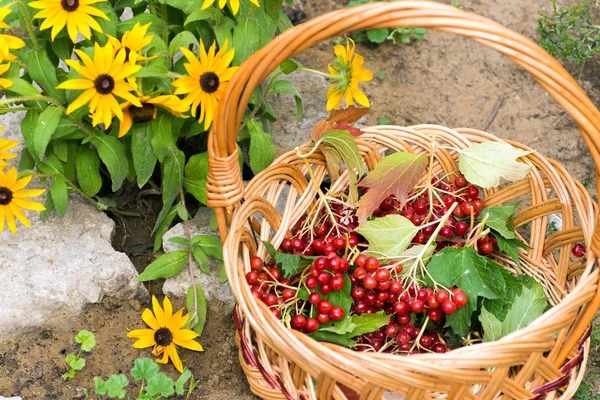 Bayas viburnum maduras en canasta de mimbre — Foto de Stock