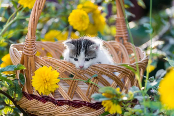 Gatinho bonito sentado em uma cesta no gramado floral — Fotografia de Stock