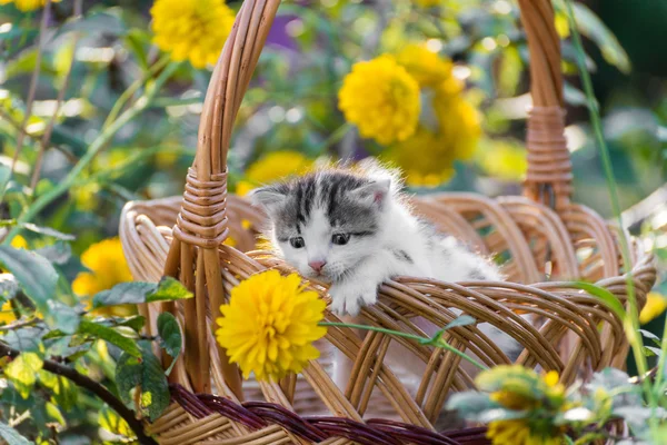 ลูกแมวน่ารักนั่งอยู่ในตะกร้าบนสนามหญ้าดอกไม้ — ภาพถ่ายสต็อก