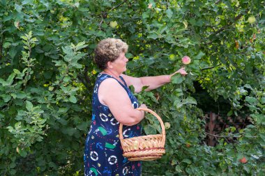 yaşlı kadın ile elma sepeti